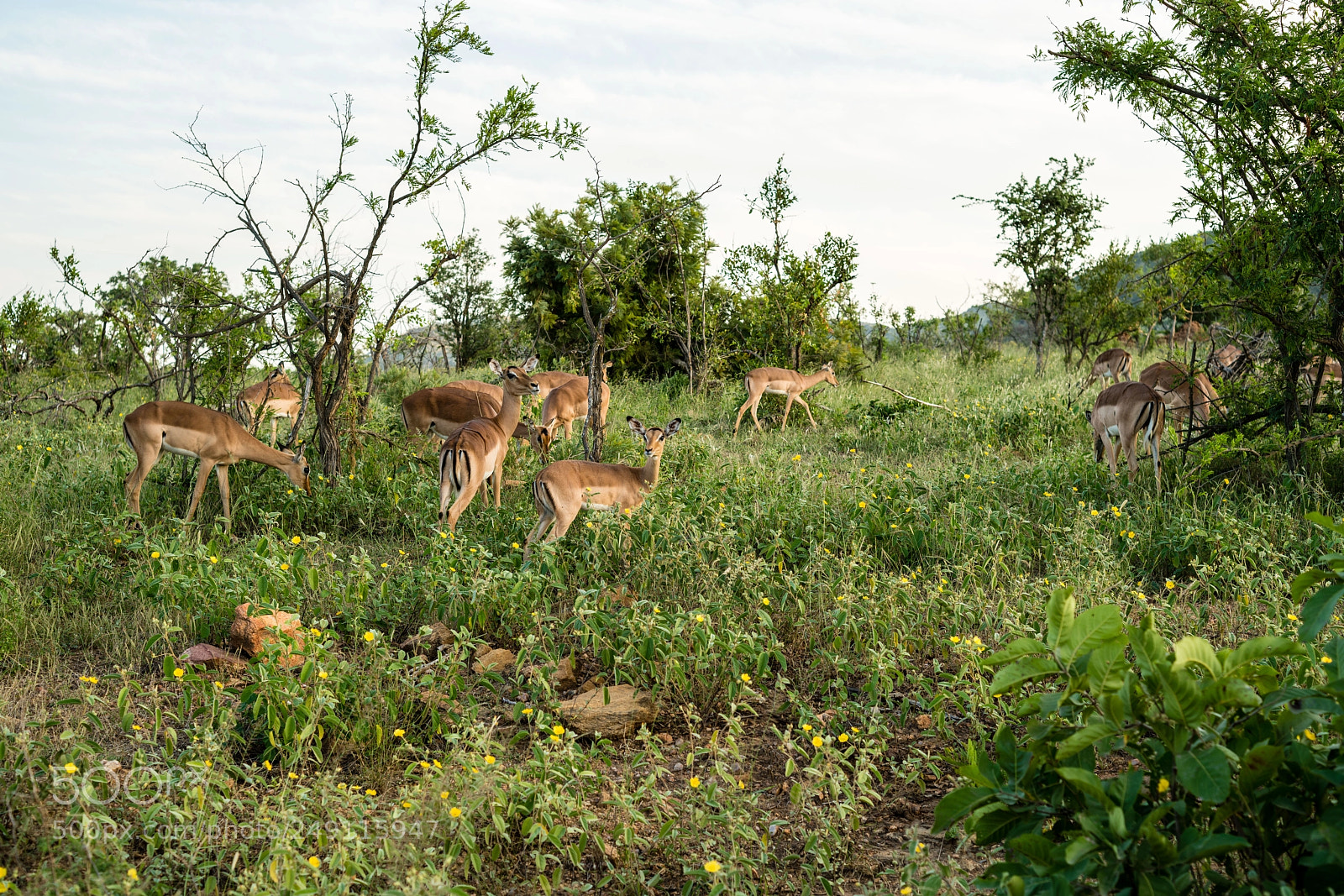 Sony a7R III sample photo. Kruger national park photography