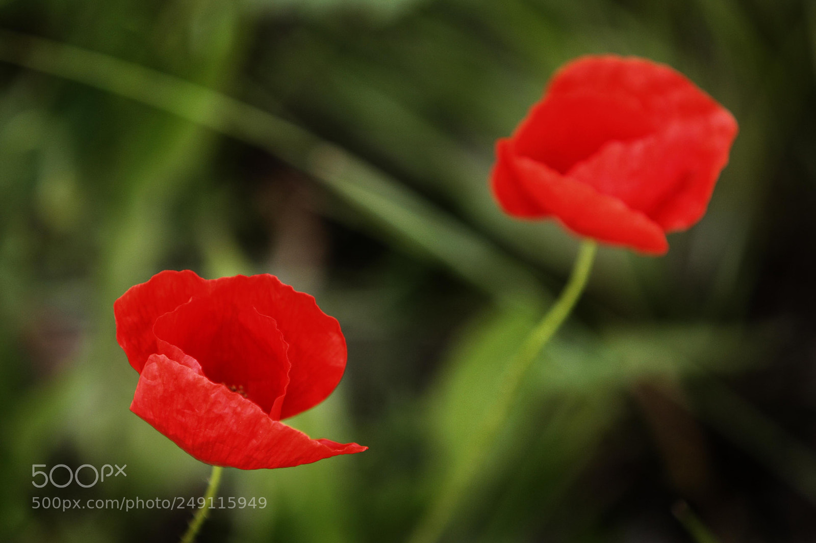 Canon EOS-1D Mark III sample photo. Amapolas photography