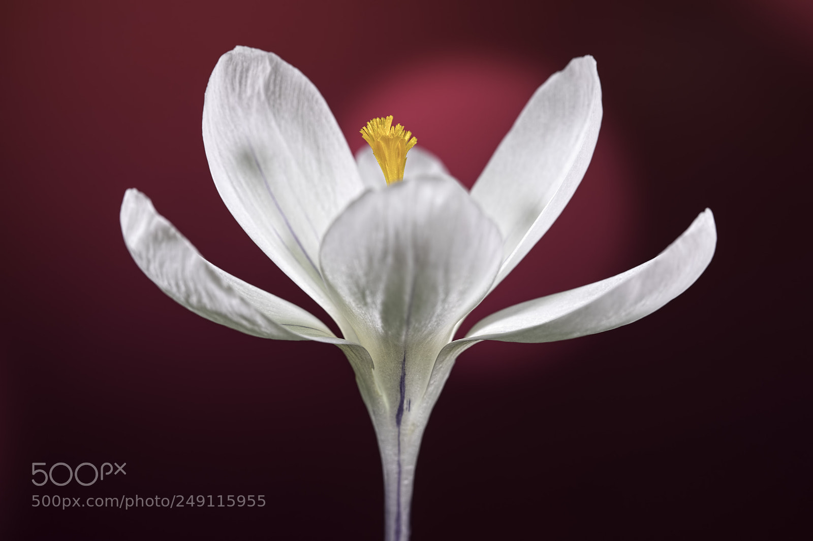Canon EOS 5D Mark IV sample photo. White crocus photography