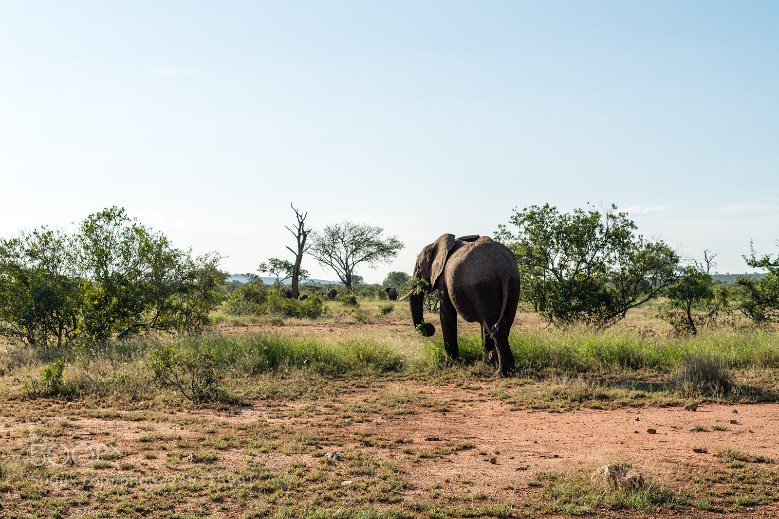 Sony a7R III sample photo. Kruger national park photography