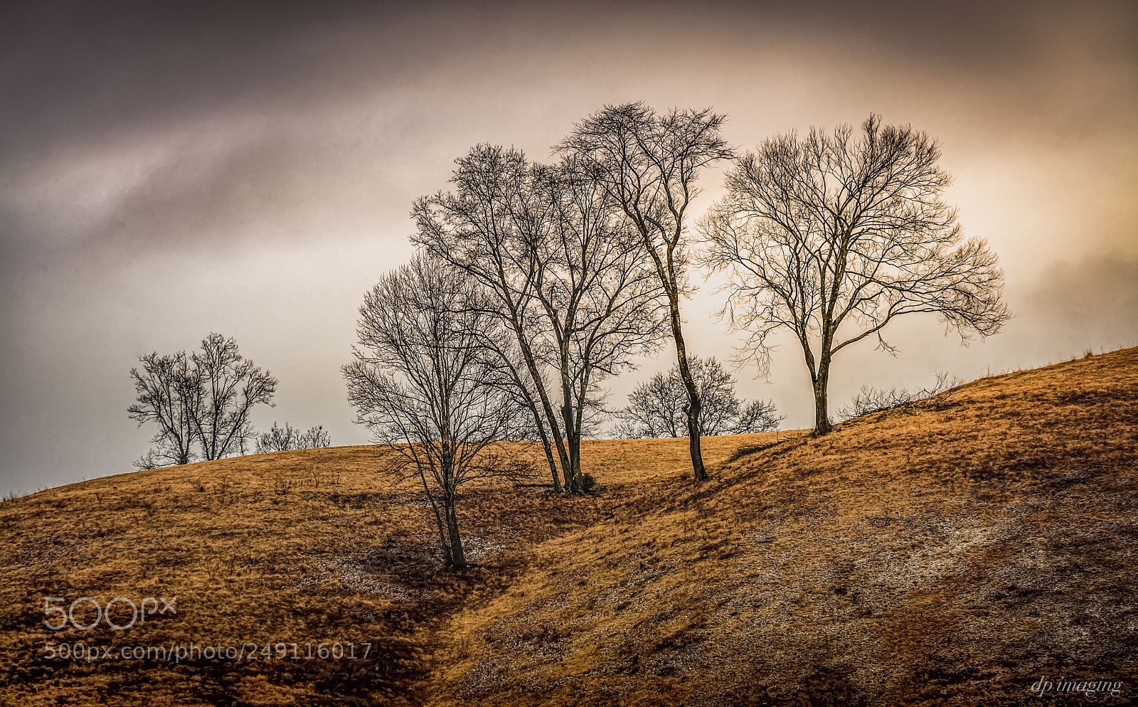 Nikon D7100 sample photo. Trees1 photography