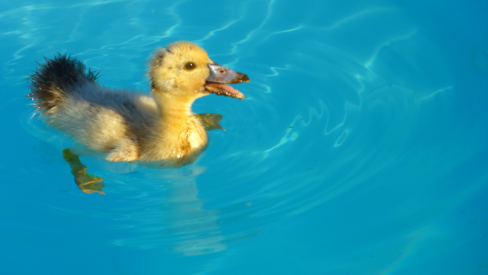 Panasonic Lumix DMC-FZ40 (Lumix DMC-FZ45) sample photo. José the duck photography