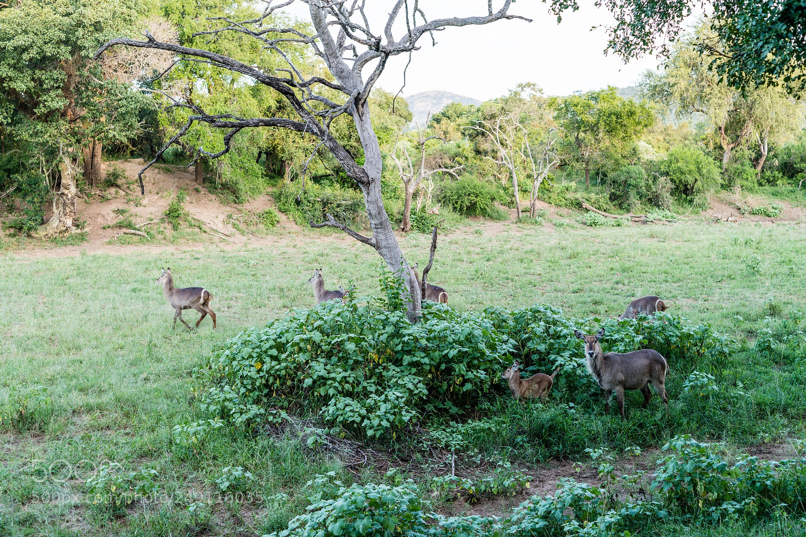 Sony a7R III sample photo. Kruger national park photography