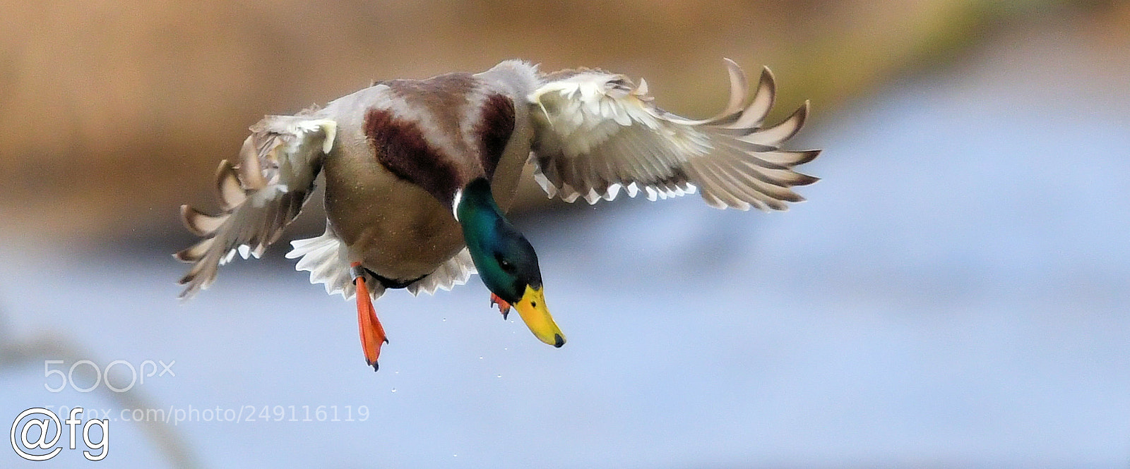 Nikon D500 sample photo. Mid-air stop photography
