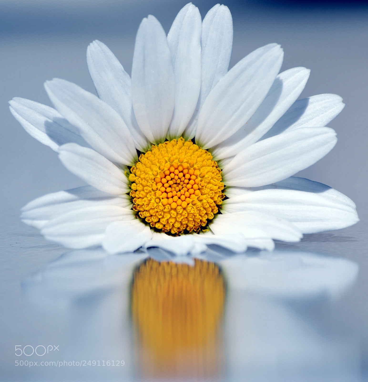 Nikon D3000 sample photo. Daisy photography