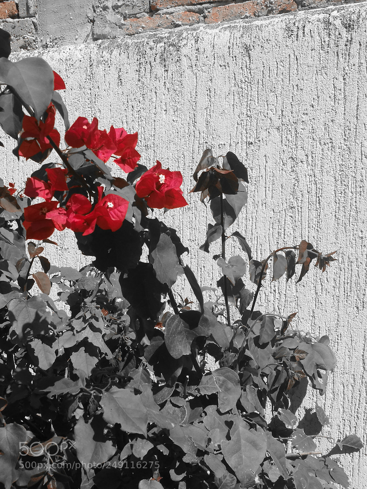 HUAWEI P9 sample photo. Blossom starts photography
