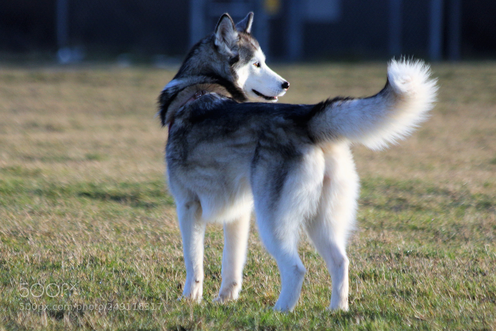 Canon EOS 700D (EOS Rebel T5i / EOS Kiss X7i) sample photo. Aurora in open field photography
