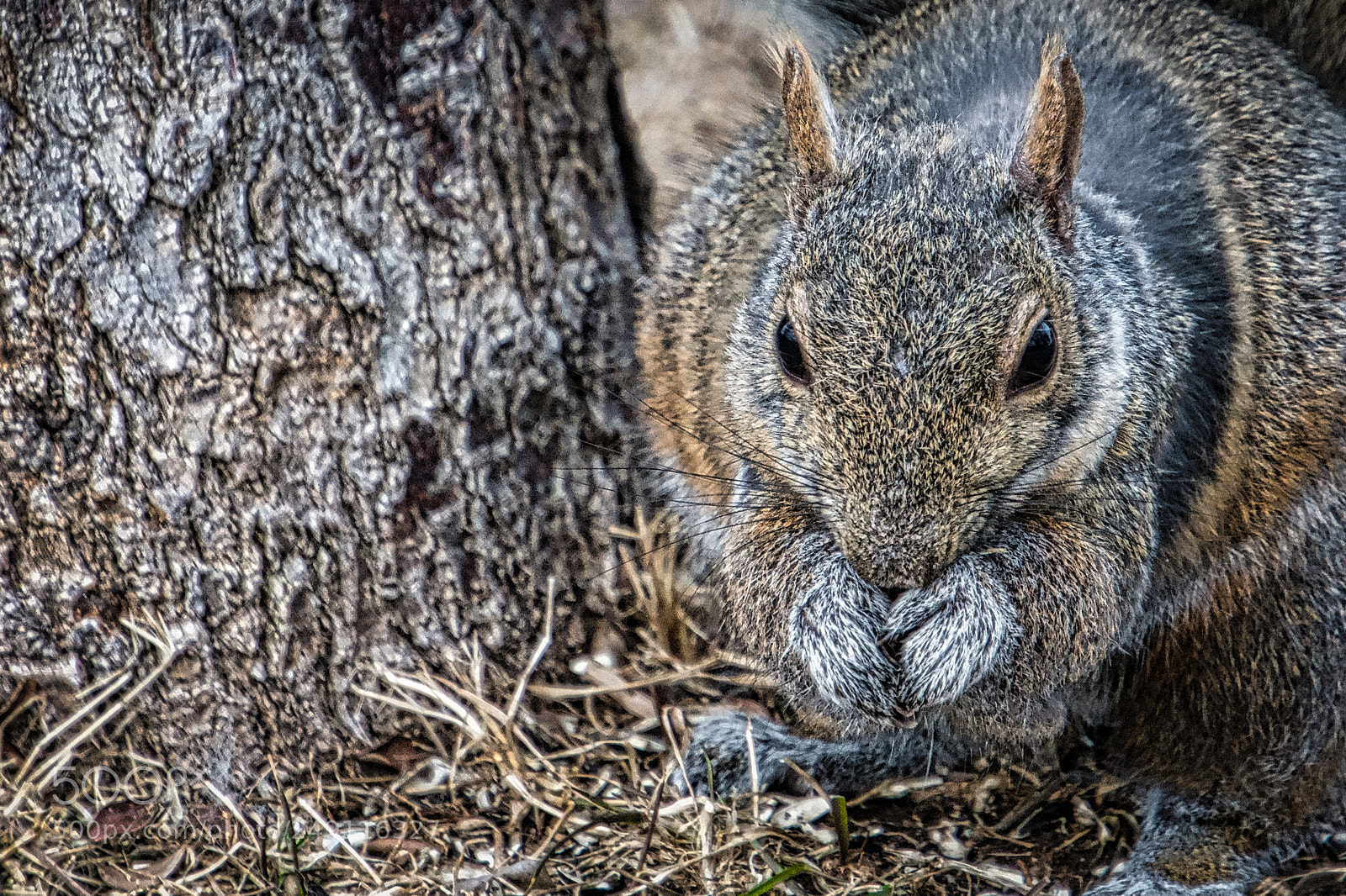 Nikon D7200 sample photo. Winter wildlife - squirrel photography