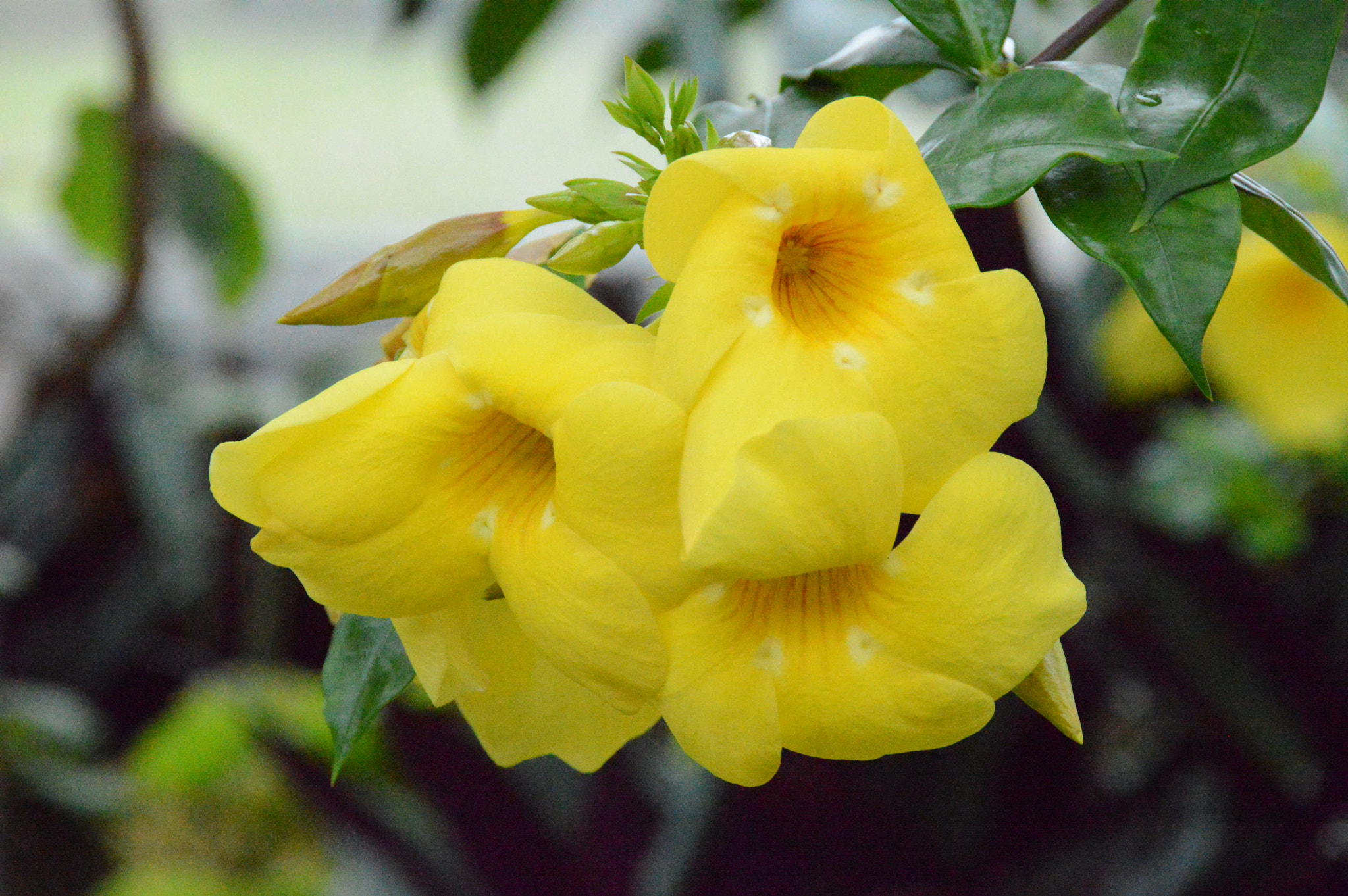 Nikon D3200 sample photo