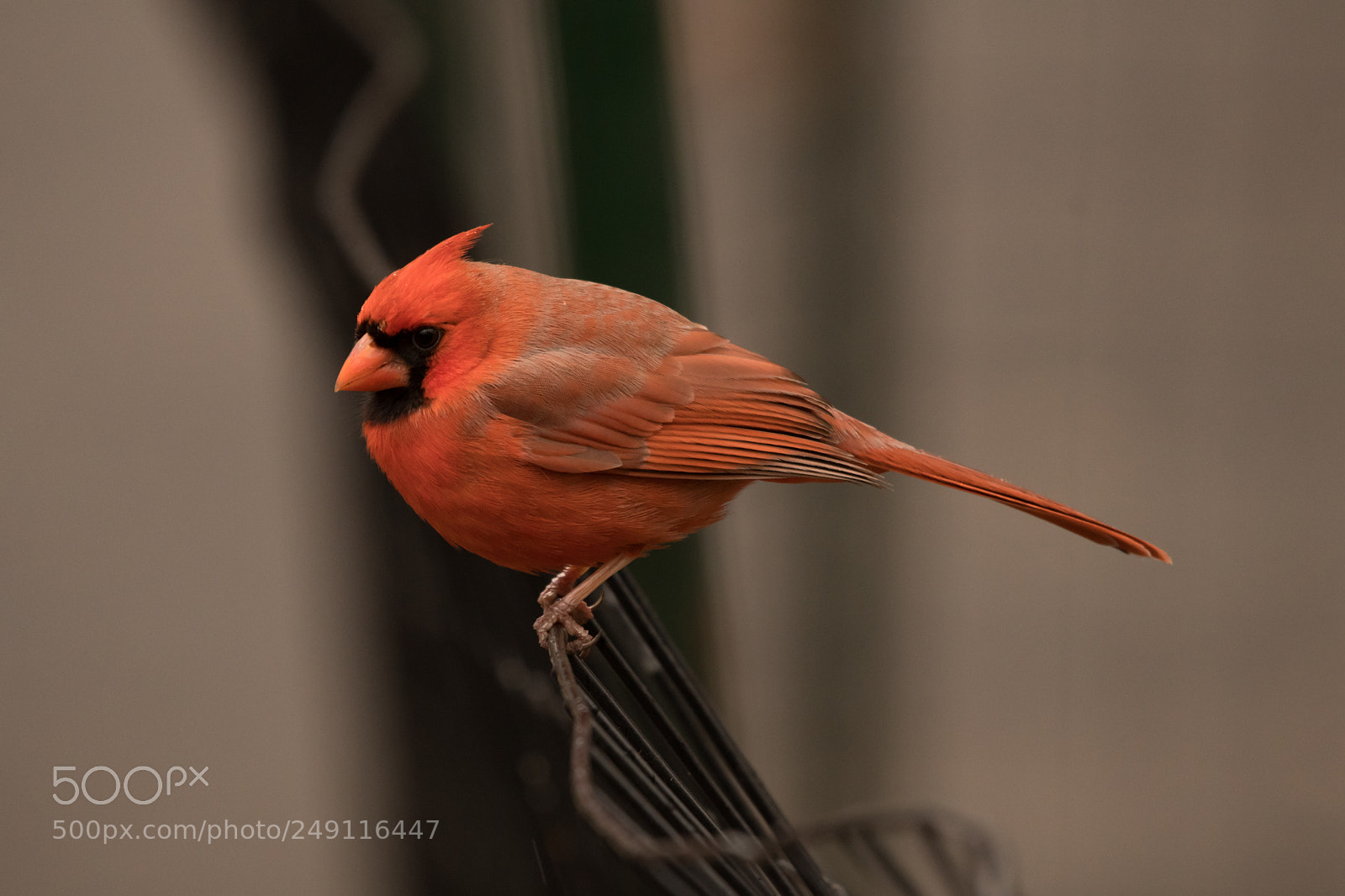 Nikon D500 sample photo. Red and sassy photography