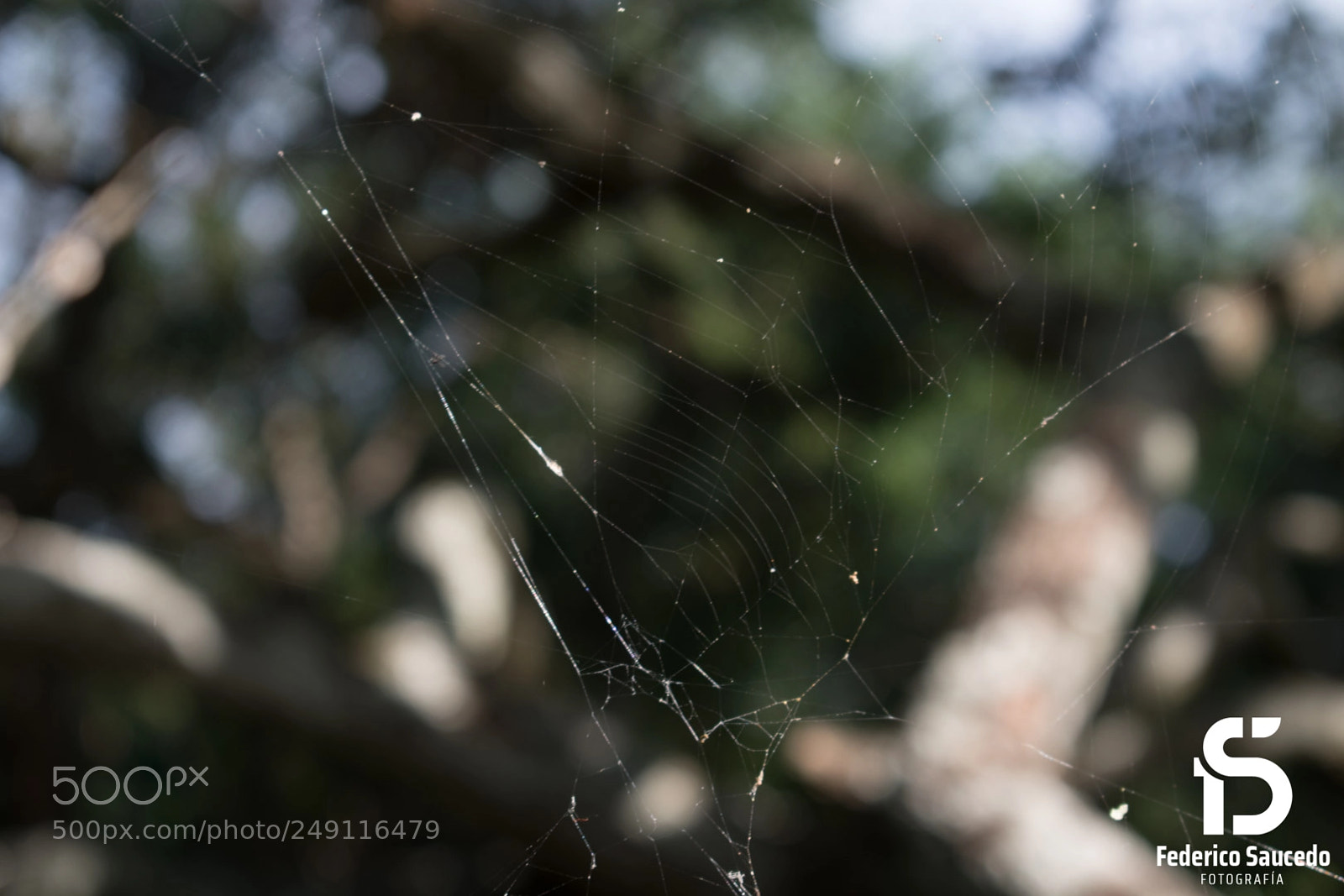 Nikon D5500 sample photo. Tela de araña photography