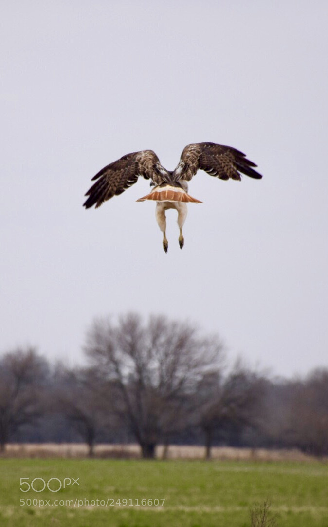 Nikon D5300 sample photo. Redtail taking flight photography