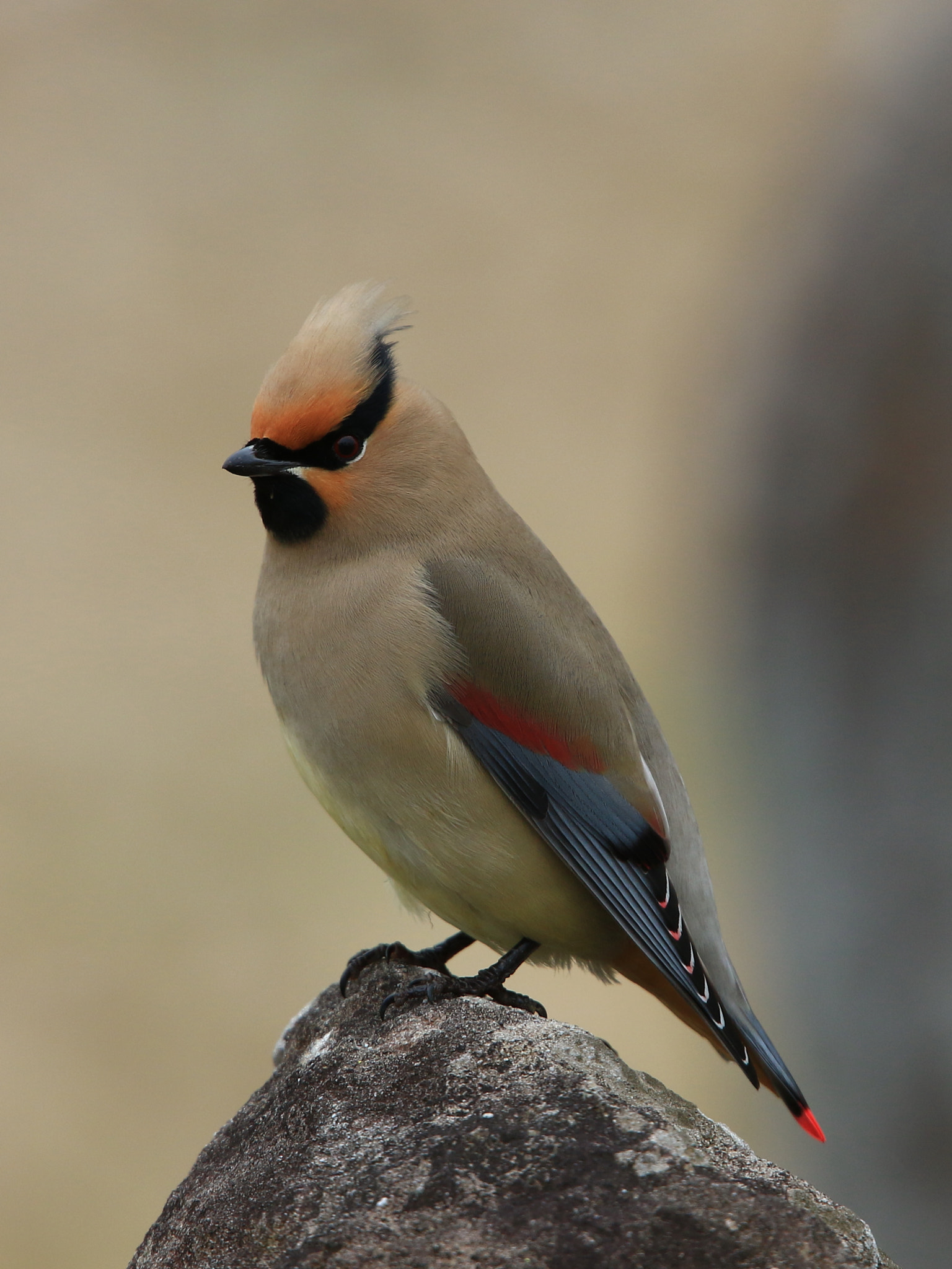 Canon EOS 7D Mark II + Canon EF 400mm F2.8L IS USM sample photo. Japanese waxwing ヒレンジャク photography