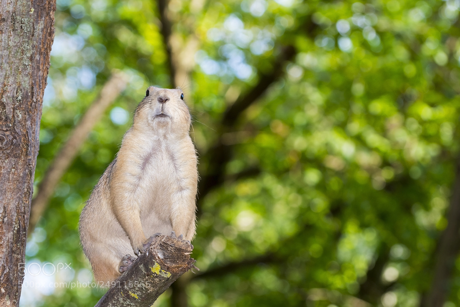 Nikon D7100 sample photo. Prairie dog on high photography
