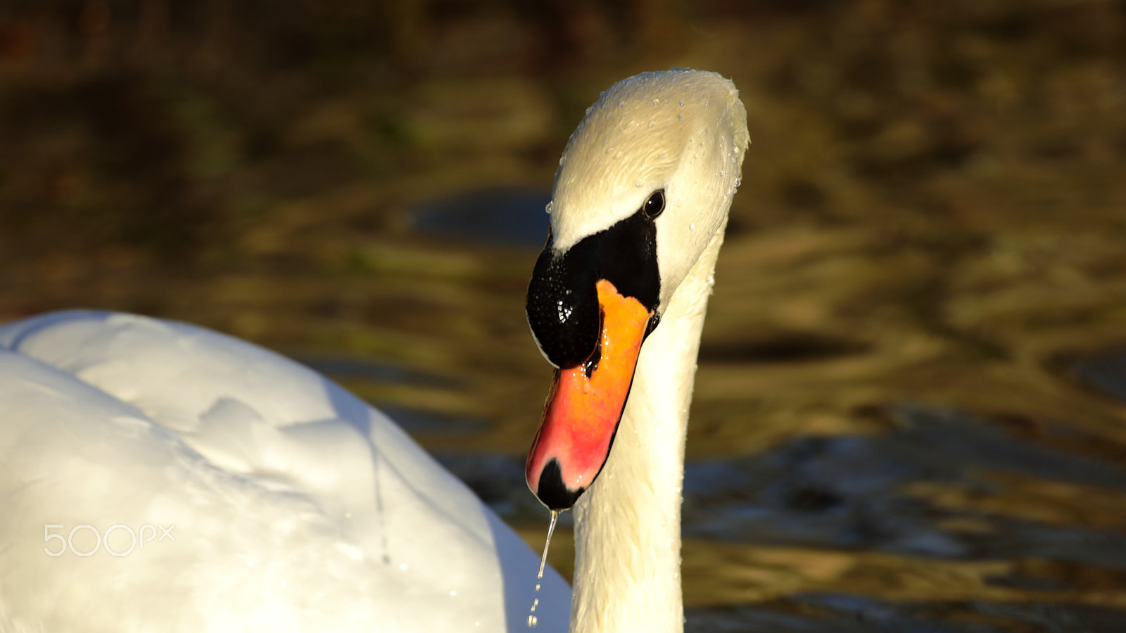 Canon EF 100-400mm F4.5-5.6L IS USM sample photo. Hello !! photography
