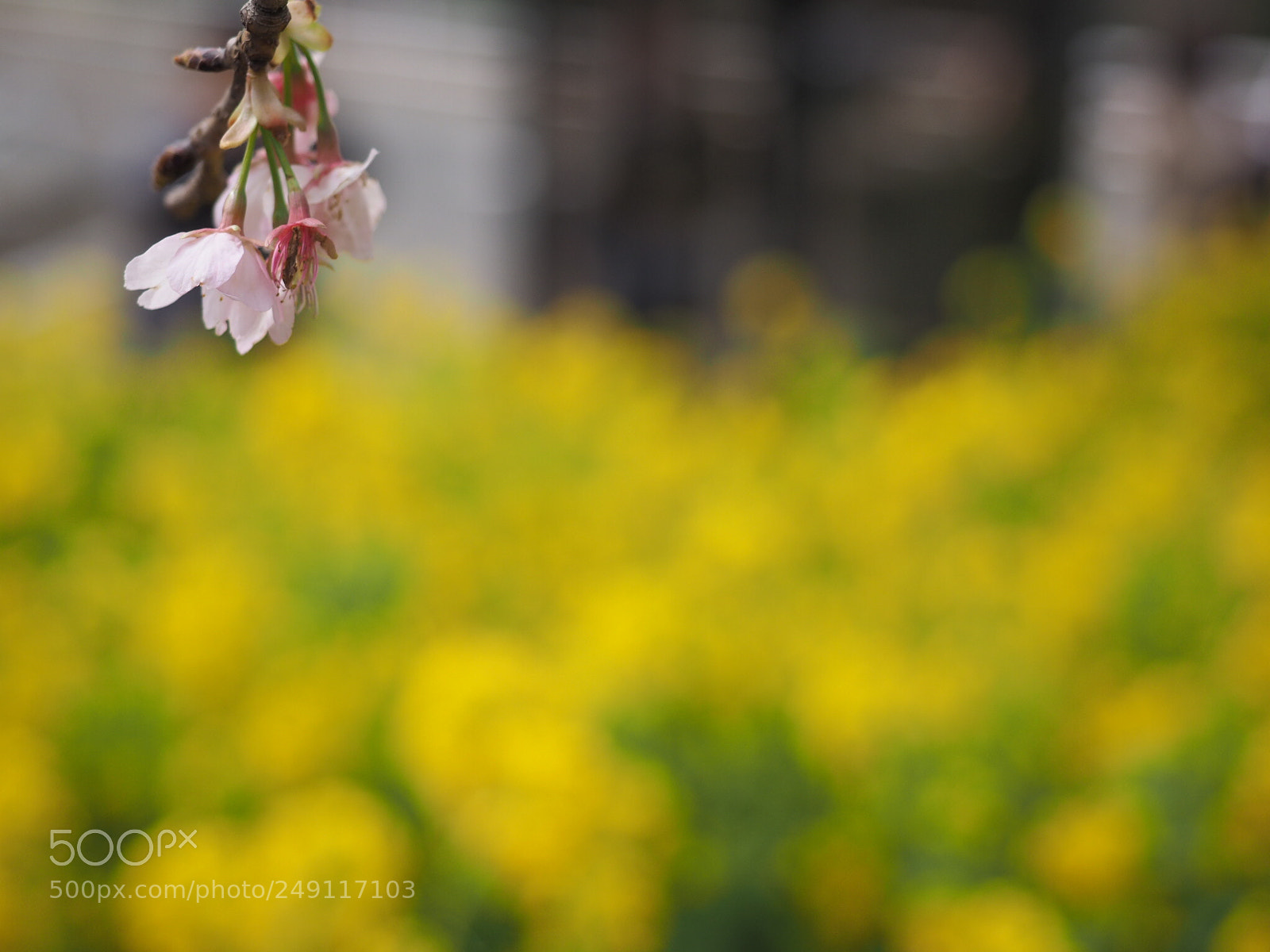 Olympus OM-D E-M1 sample photo. Spring color photography
