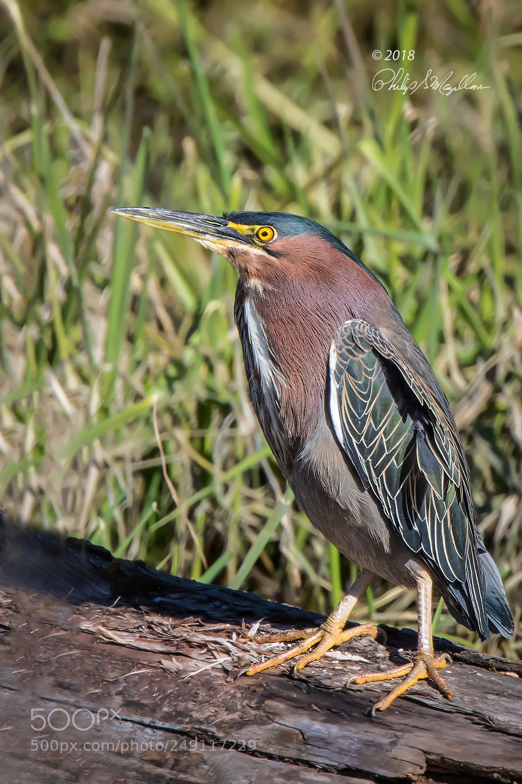 Nikon D500 sample photo. Green heron pose photography