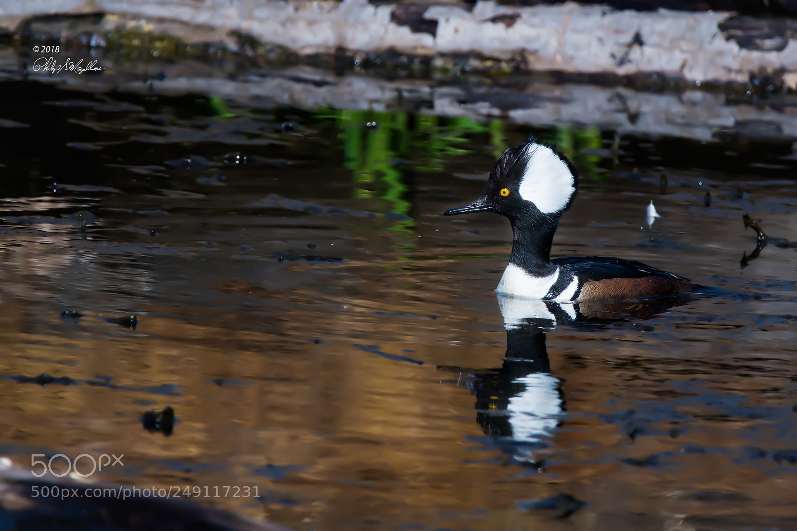 Nikon D500 sample photo. Hooded merganser drake pose photography