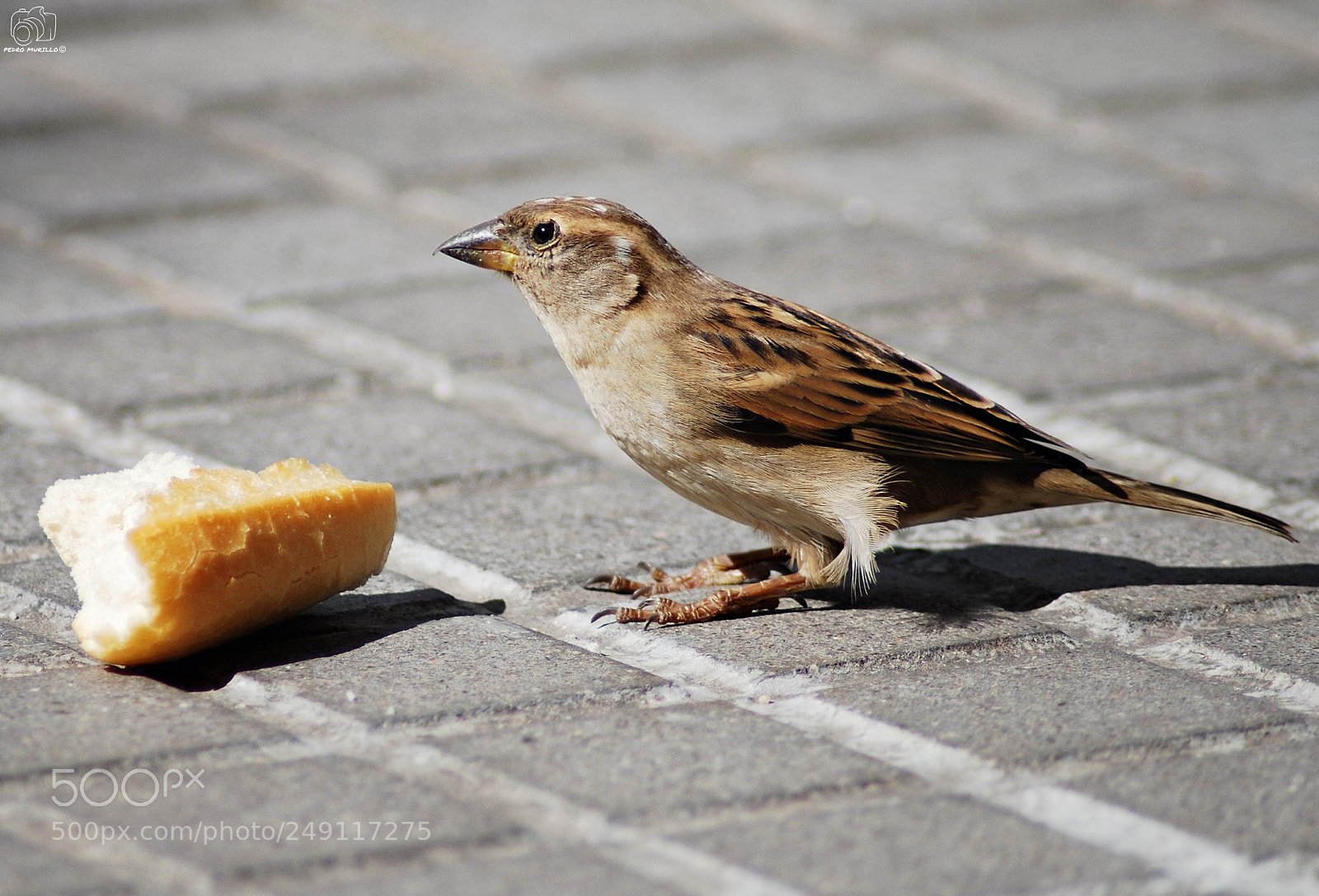 Nikon D60 sample photo. Untitled photography