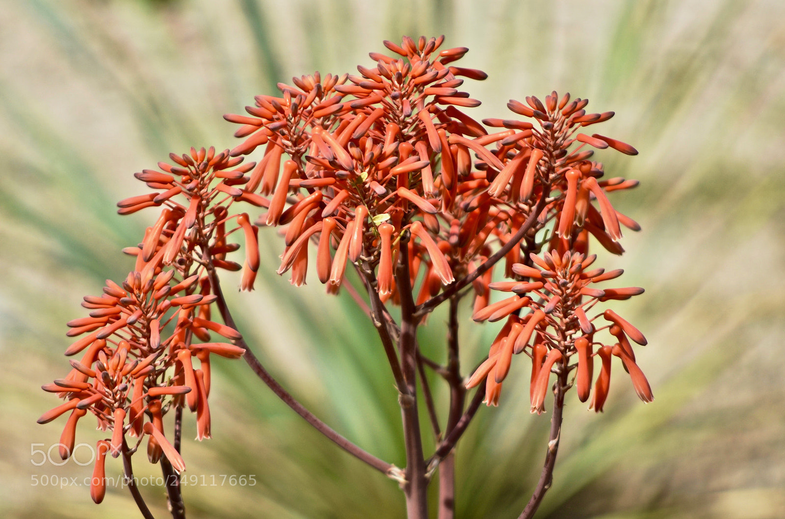 Nikon D7000 sample photo. Arizona flowers - aloe photography