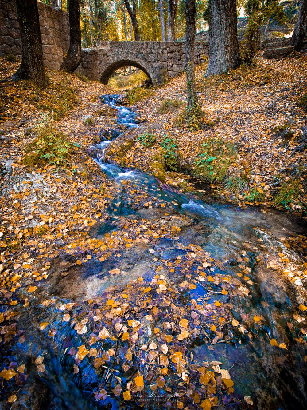 Olympus E-5 sample photo. Otoño derramado photography