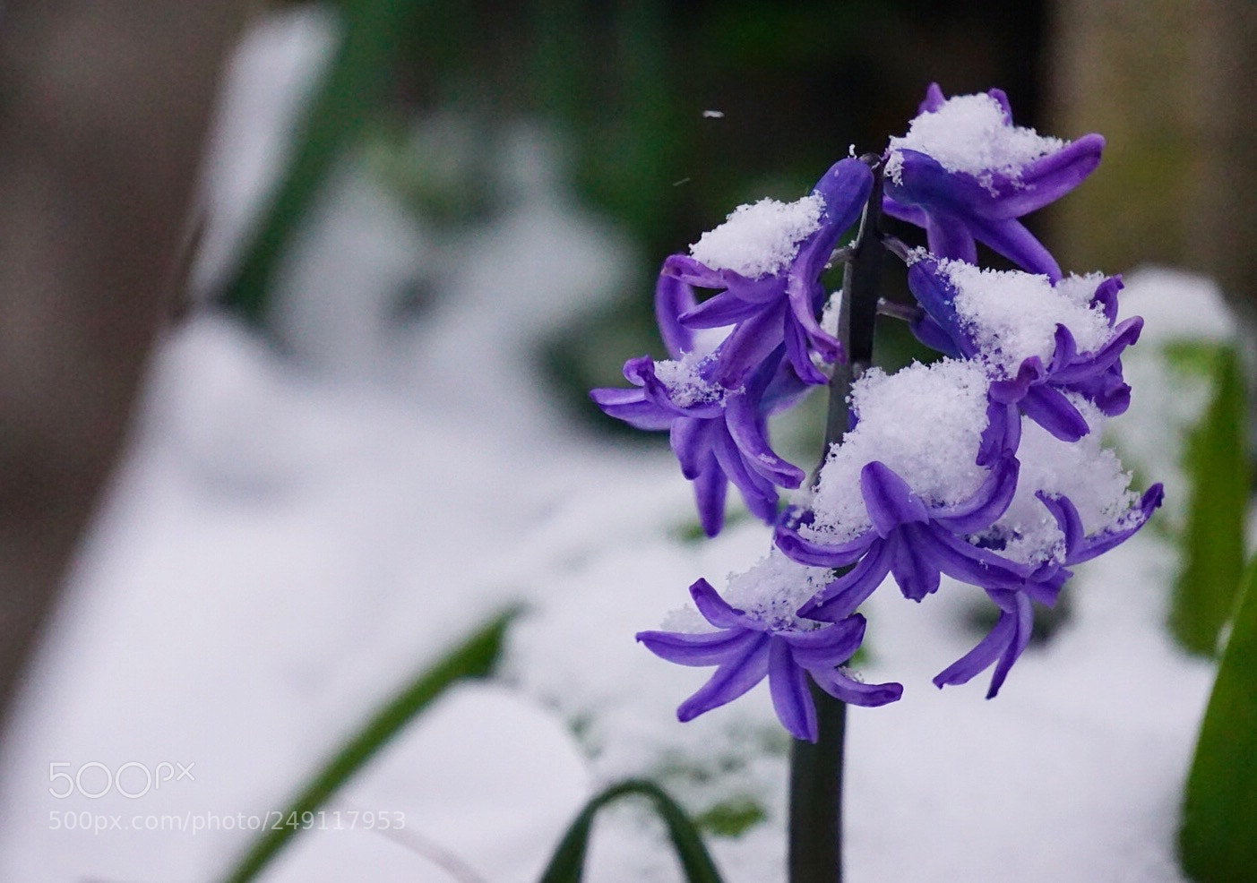 Sony a6000 sample photo. Snow can t stop photography