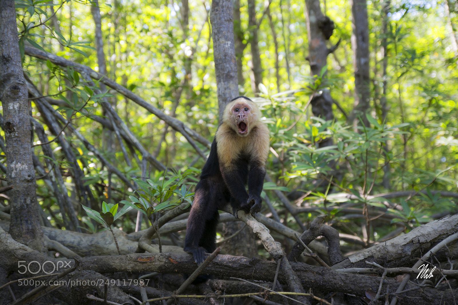 Nikon D7100 sample photo. I caught this little photography