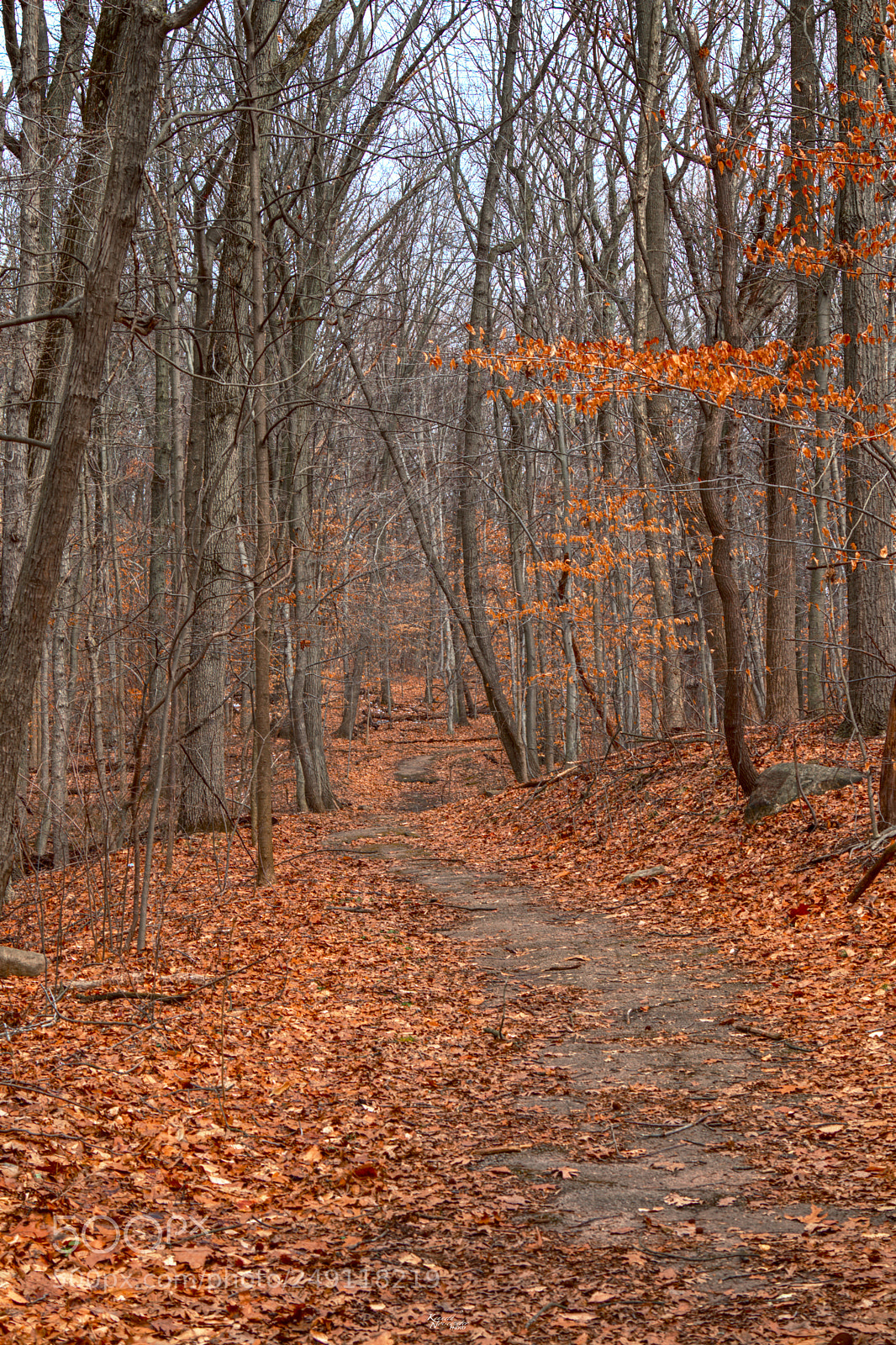 Canon EOS M5 sample photo. Leafy path in winter photography