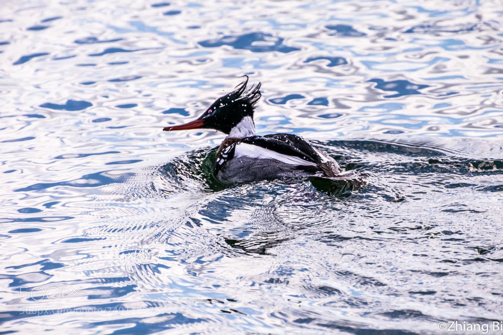 Nikon D5300 sample photo. Red-breasted merganser photography