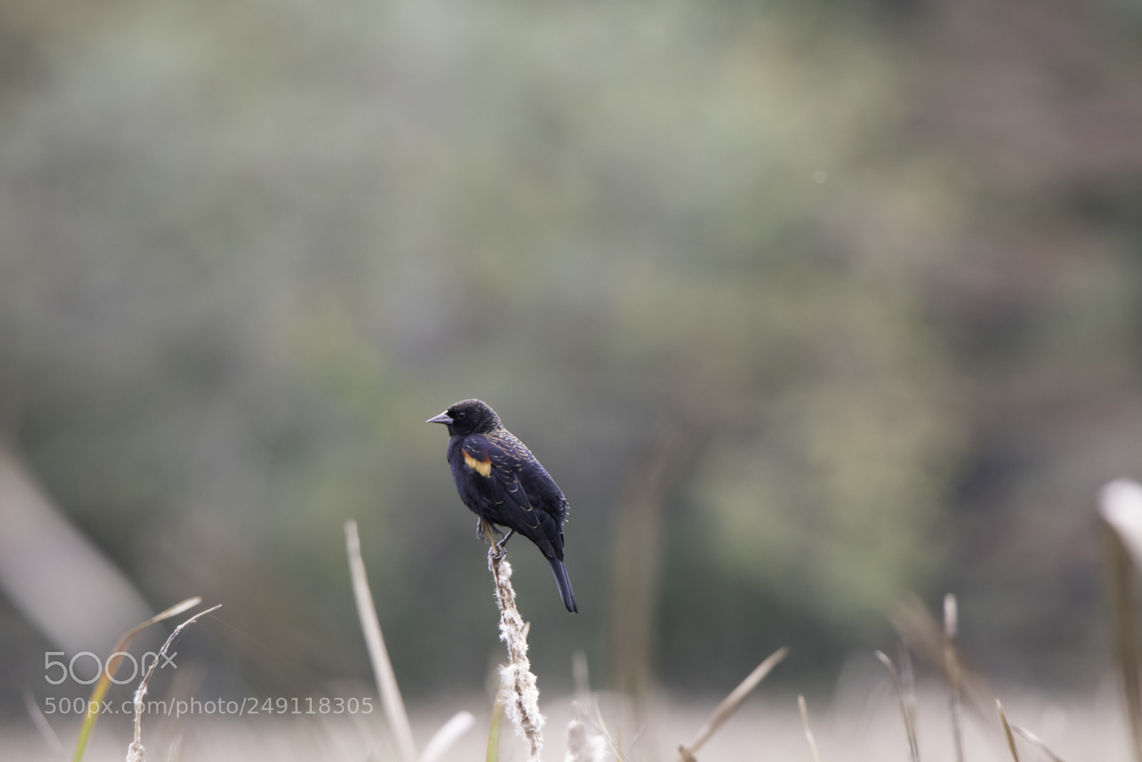 Canon EOS 7D Mark II sample photo. Red winged black bird photography