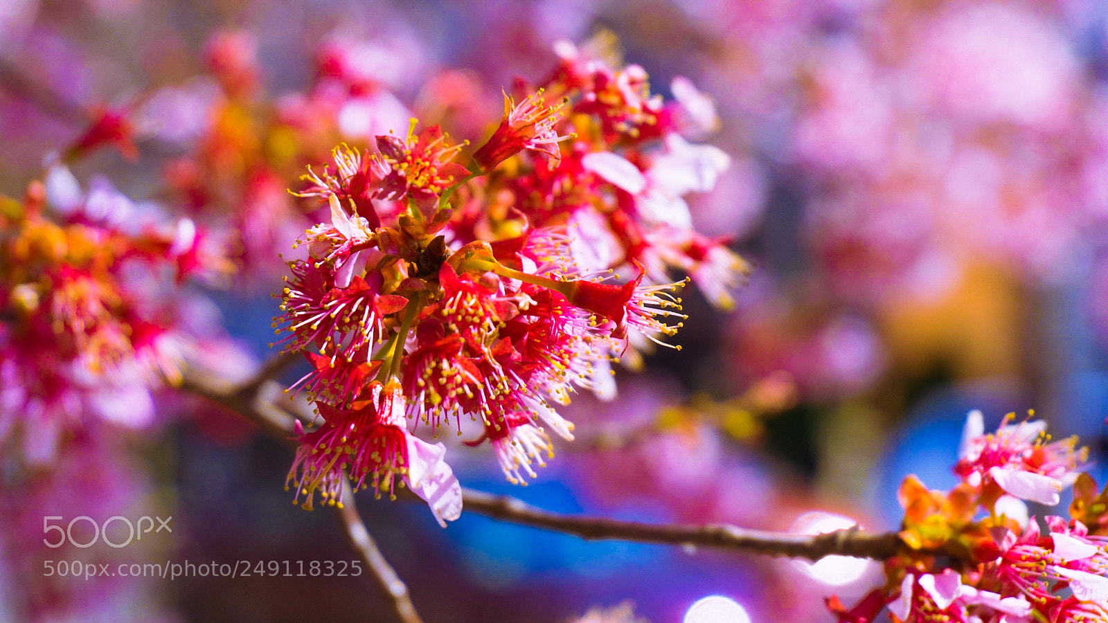 Sony a6000 sample photo. Cherry blossoms. photography
