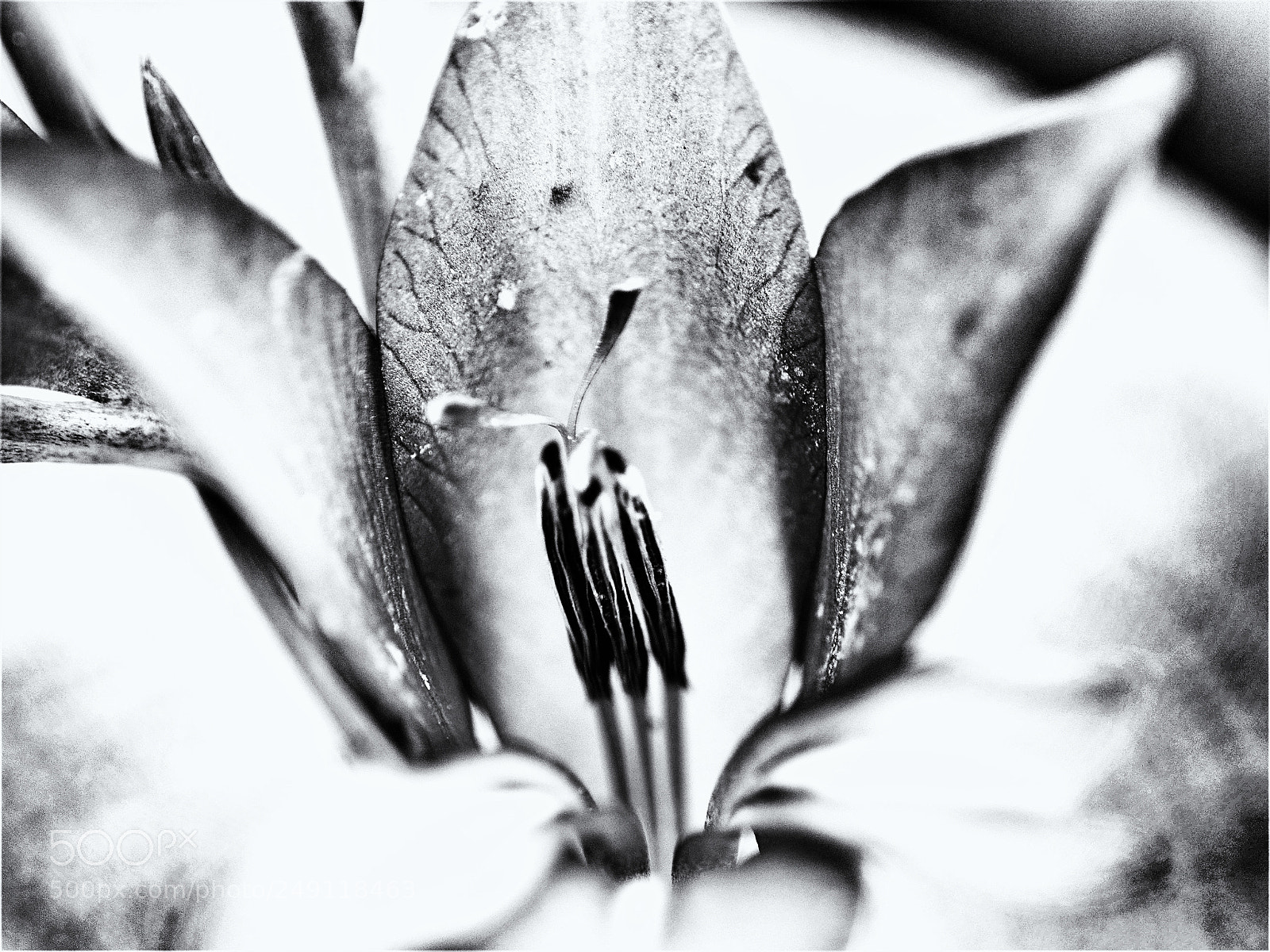 Olympus OM-D E-M5 II sample photo. Macro#16 photography