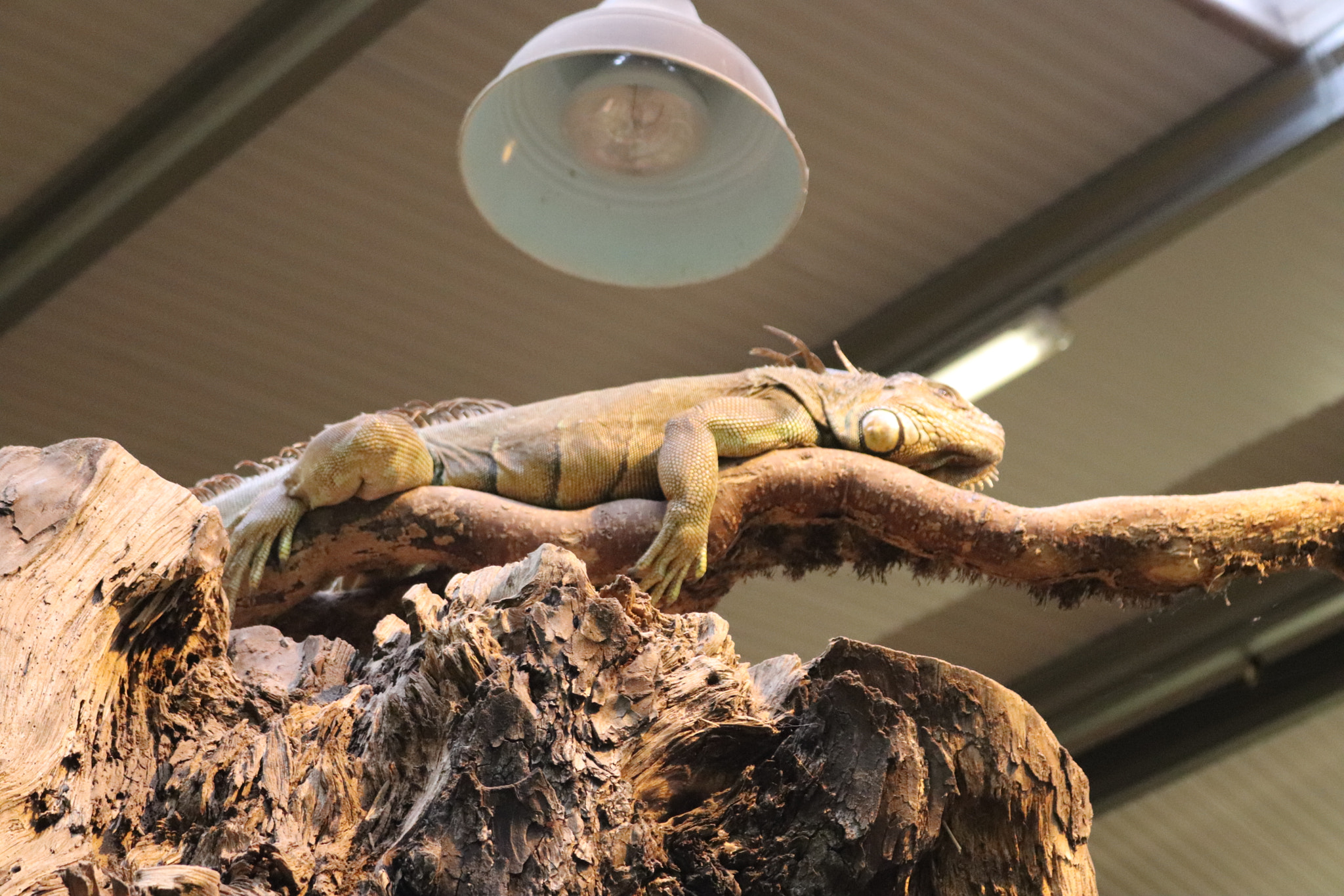Canon EOS 77D (EOS 9000D / EOS 770D) sample photo. Hogging the heat lamp photography
