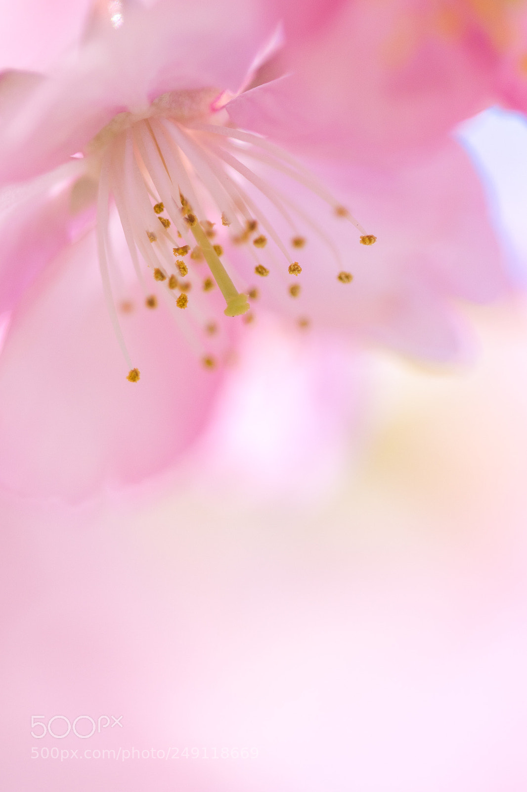 Canon EOS 7D Mark II sample photo. 河津桜 photography
