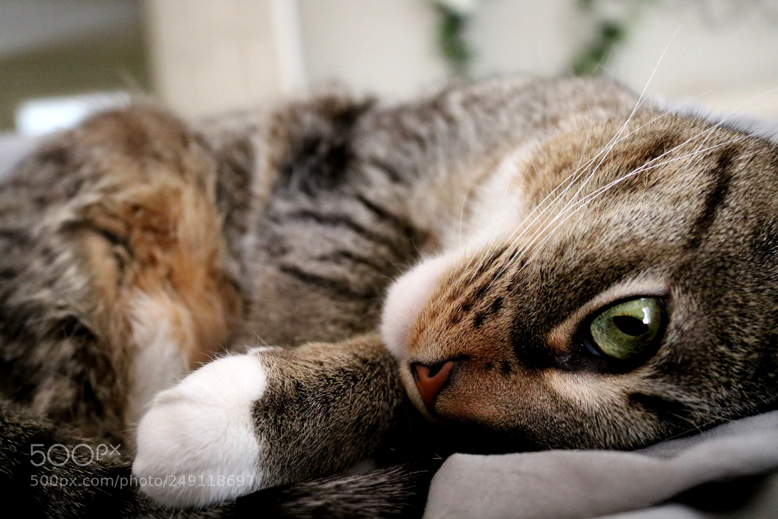 Canon EOS 750D (EOS Rebel T6i / EOS Kiss X8i) sample photo. Comfortable photography