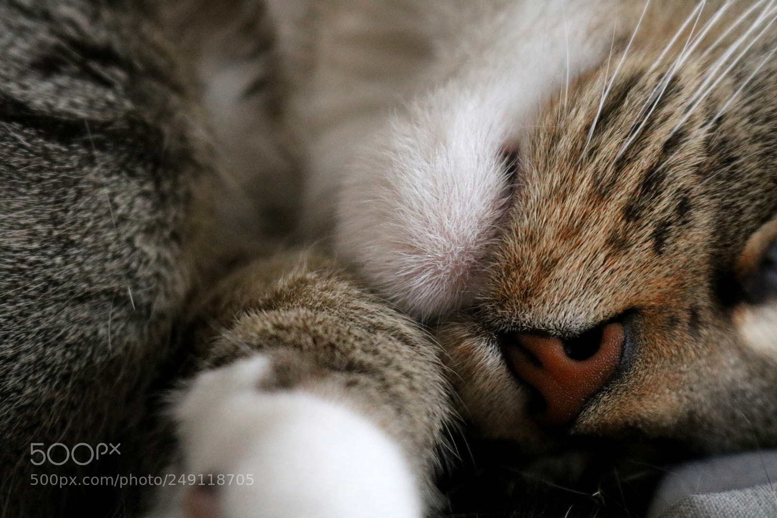 Canon EOS 750D (EOS Rebel T6i / EOS Kiss X8i) sample photo. Tucked in photography