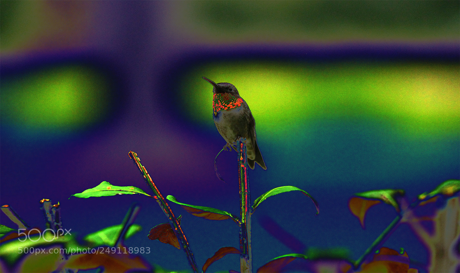 Canon EOS 1100D (EOS Rebel T3 / EOS Kiss X50) sample photo. Neon hummingbird photography