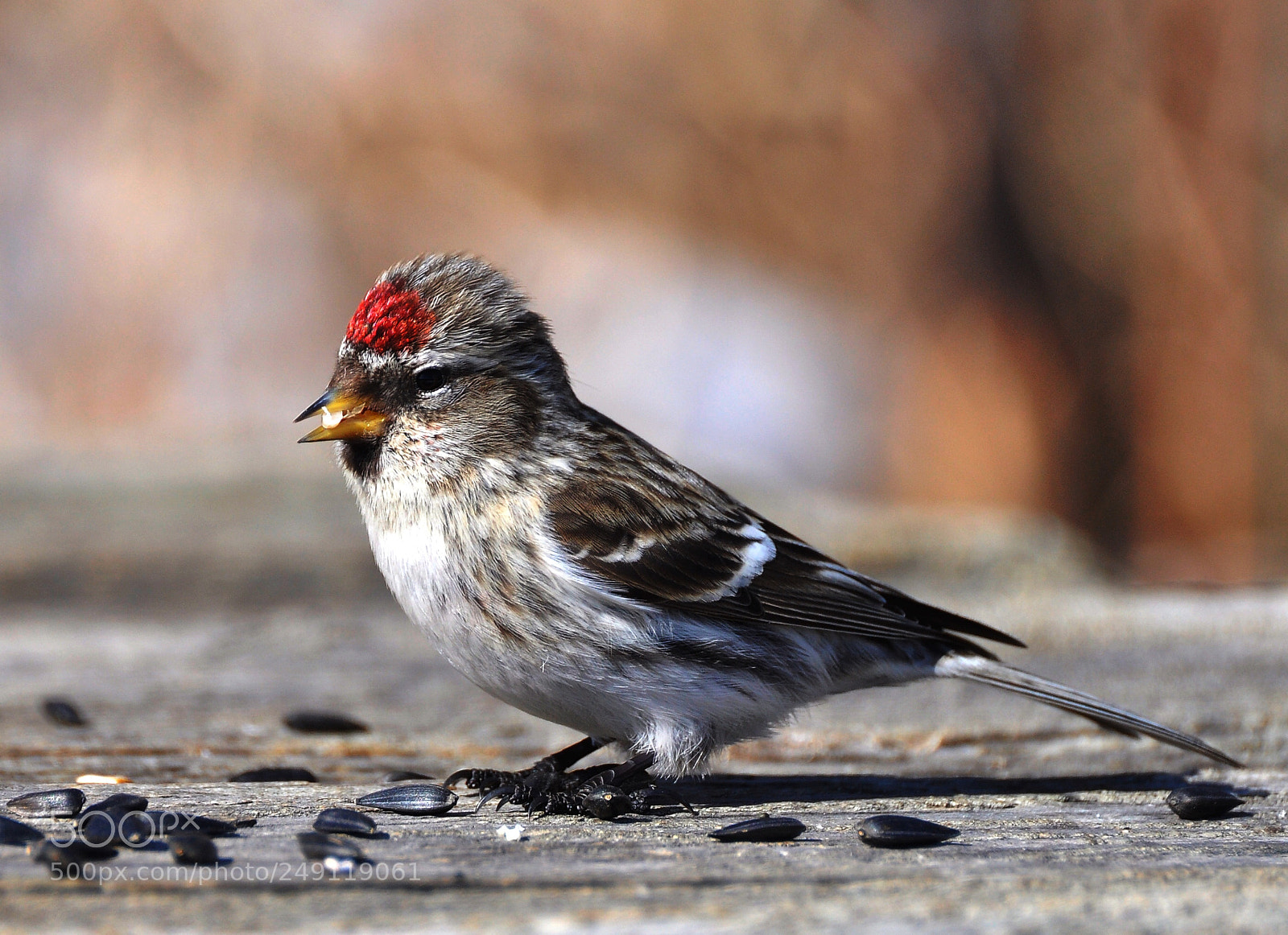 Nikon D90 sample photo. Redpoll photography