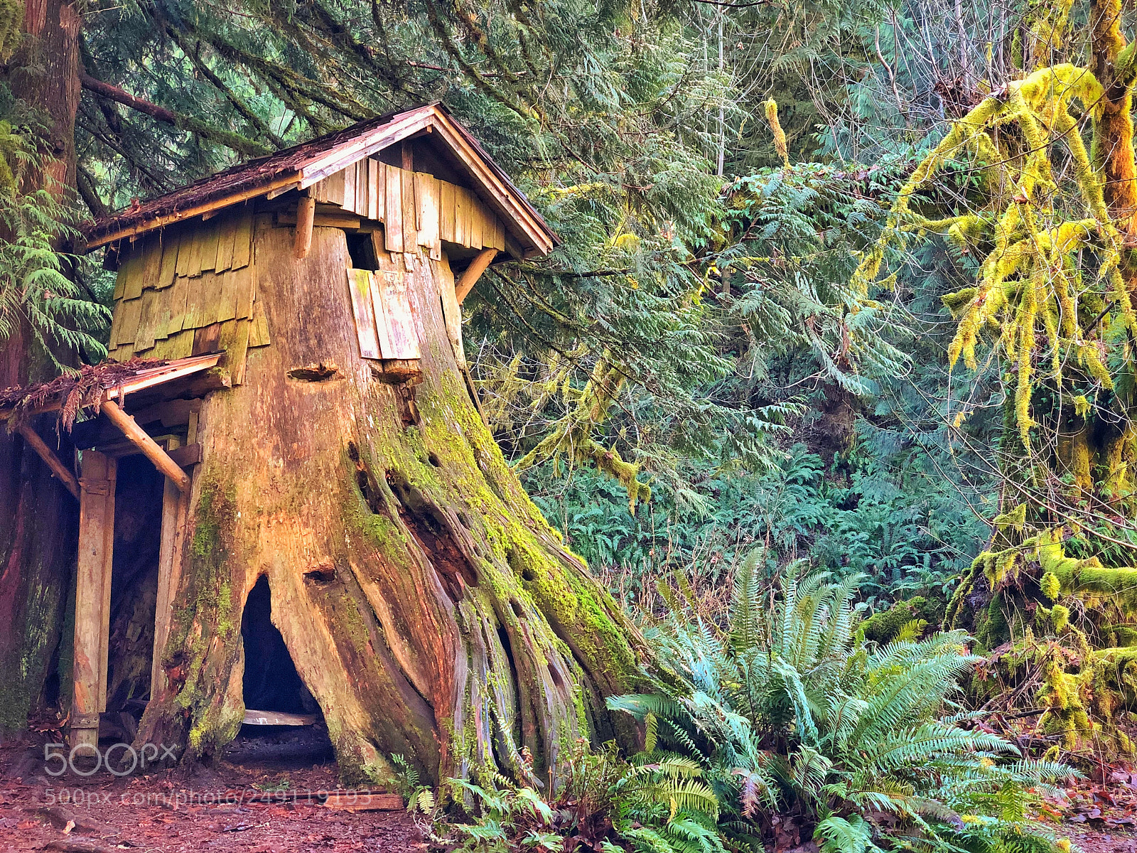 Apple iPhone X sample photo. Stump house made by photography