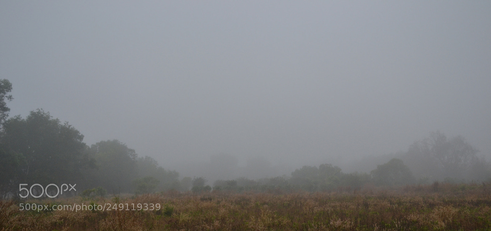 Nikon D3100 sample photo. Morning fog photography