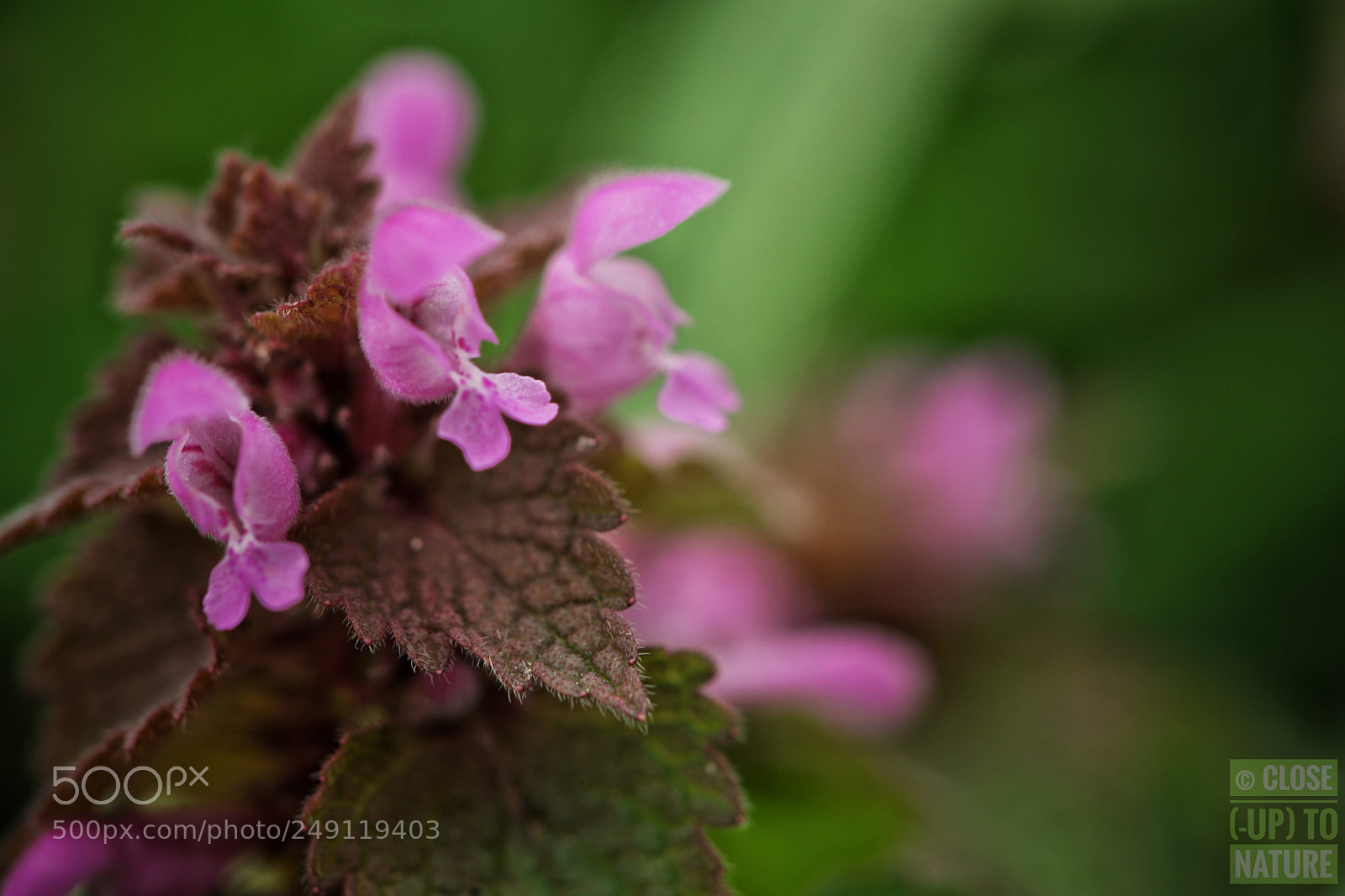 Samsung NX500 sample photo. Lamier pourpre photography