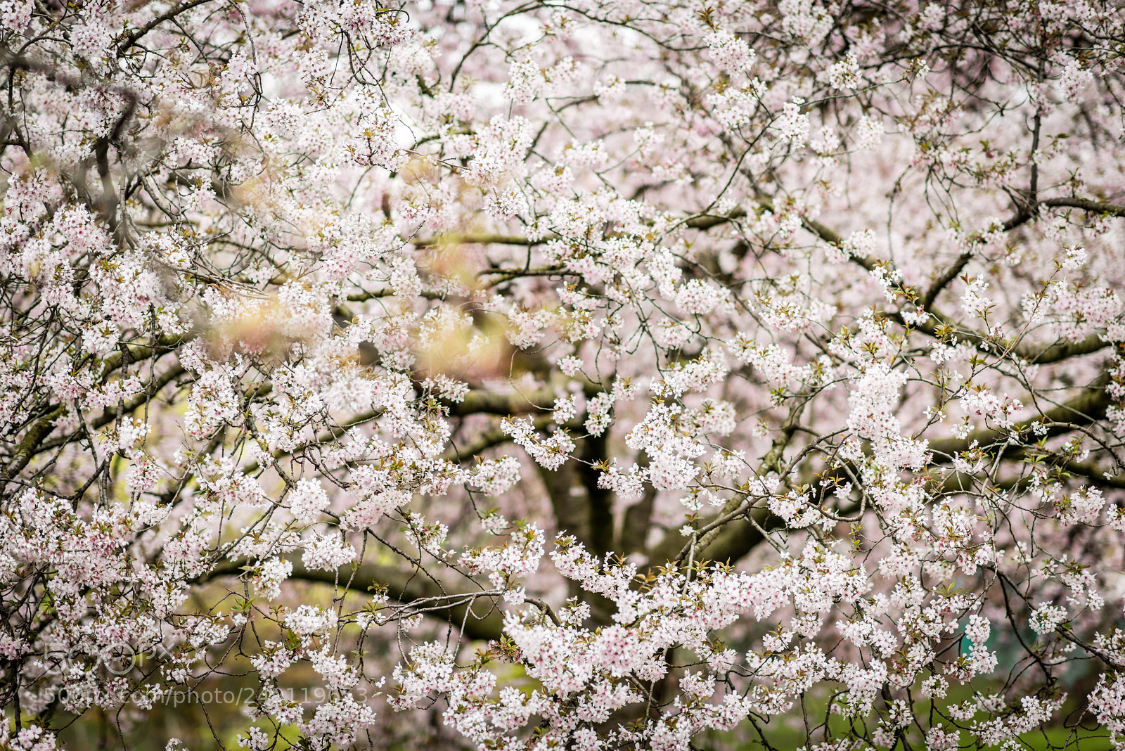 Nikon D800 sample photo. Spring is almost back photography