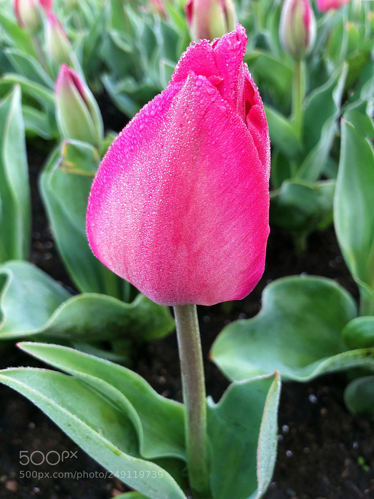 Apple iPhone X sample photo. Untitled photography