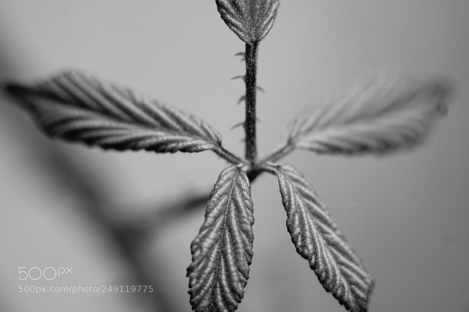 Sony a6000 sample photo. Macro#18 photography