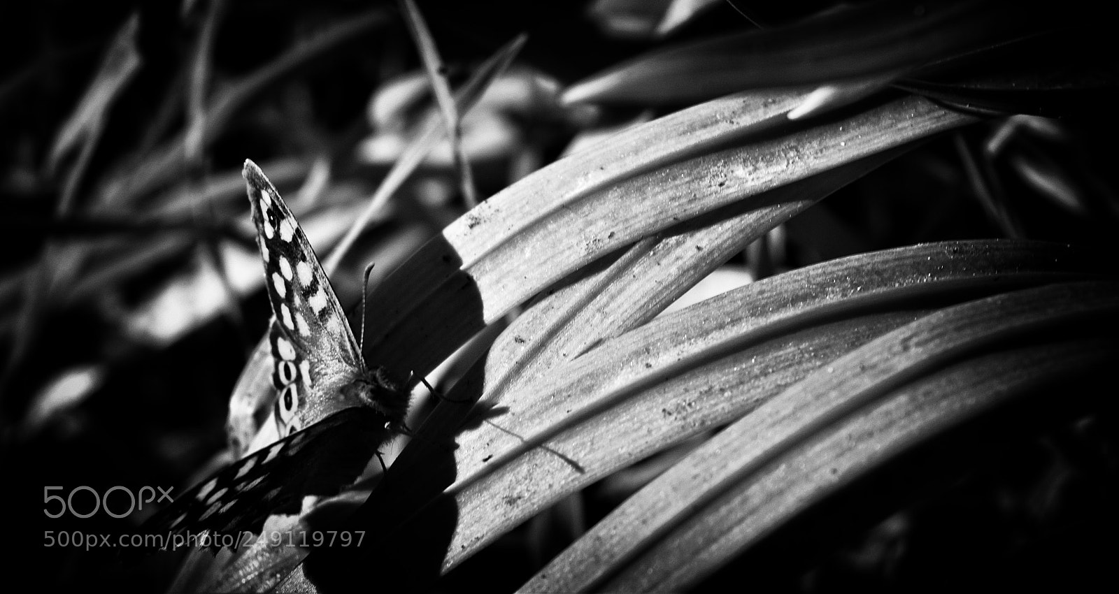 Sony a6000 sample photo. Macro#20 photography