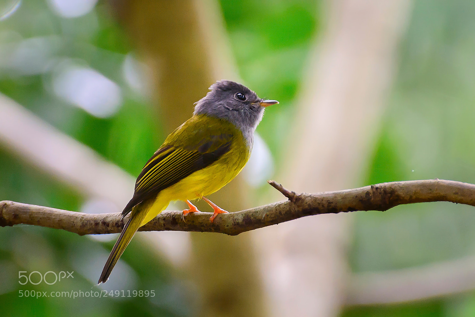 Nikon D7100 sample photo. Grey-headed canary-flycatcher photography