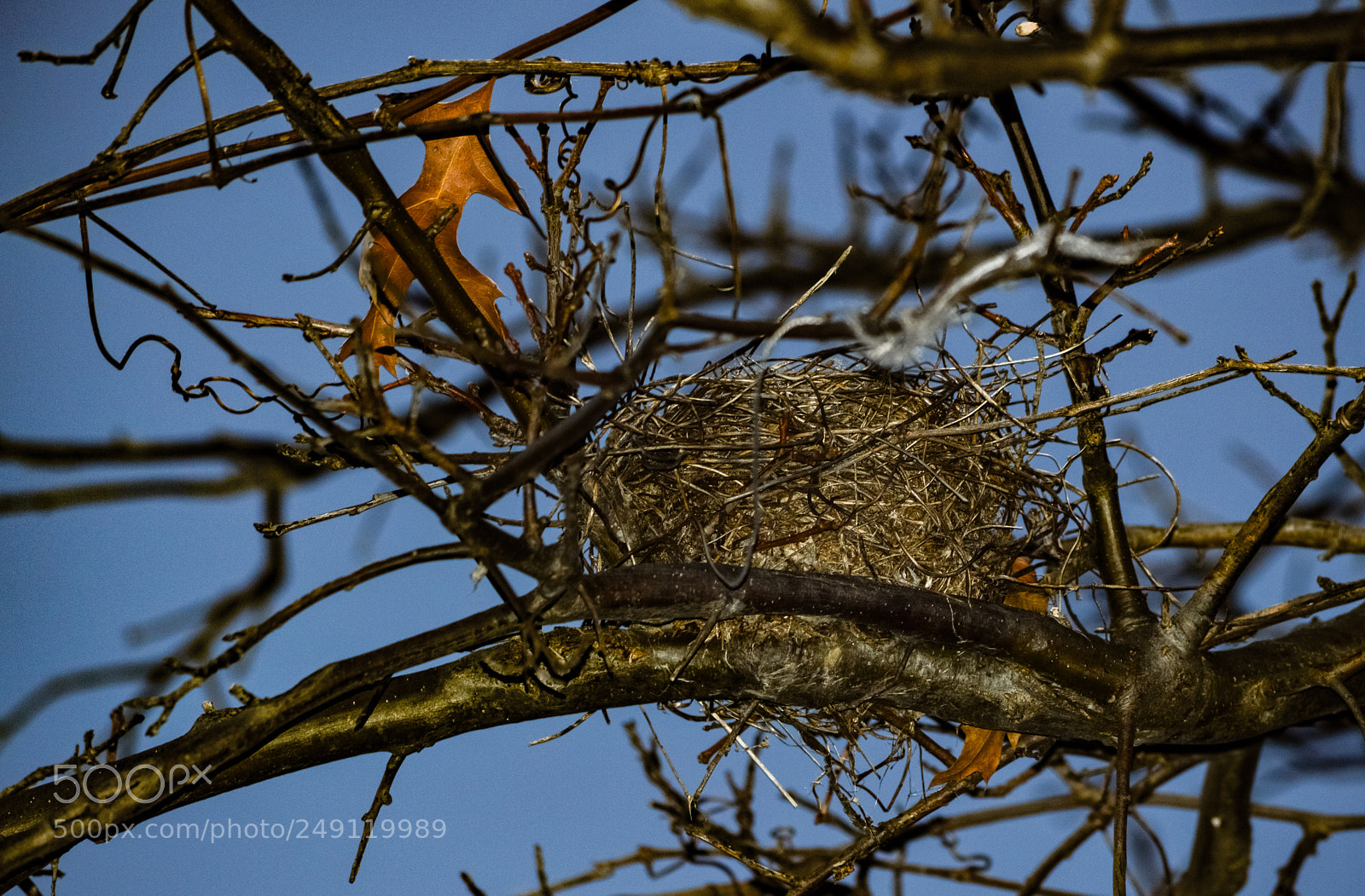 Nikon D3200 sample photo. Nest photography