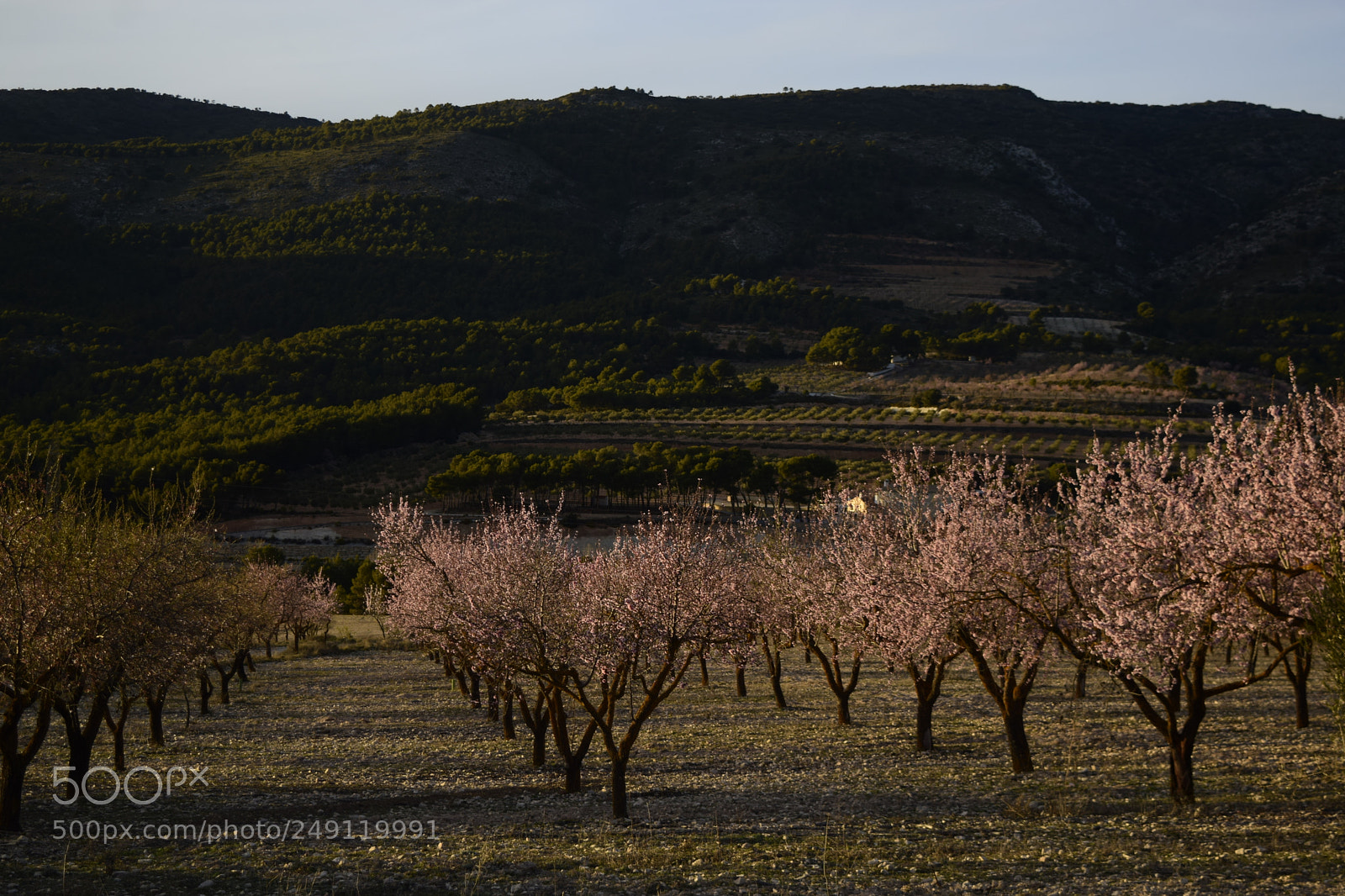 Nikon D3300 sample photo. Almonds. sundown photography