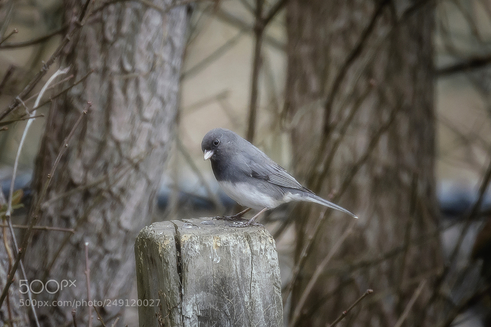 Canon EOS 7D Mark II sample photo. Dark eyed junco photography
