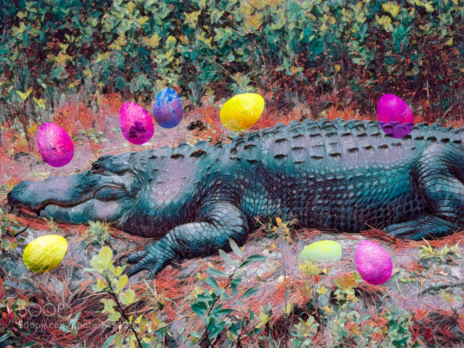 Panasonic Lumix DC-GH5 sample photo. The easter gator photography